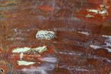 Vibrantly Colored, Polished Petrified Wood Section - Arizona #95068-1